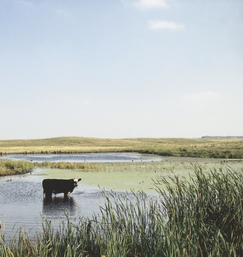 A cow stands in a shallow pond surrounded by tall grass and a clear blue sky.