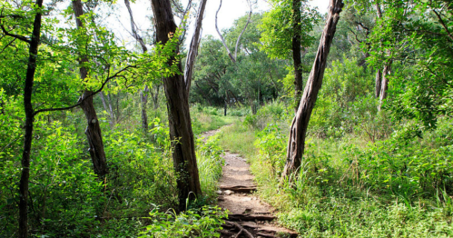 A narrow dirt path winding through a lush green forest with trees and dense vegetation on either side.