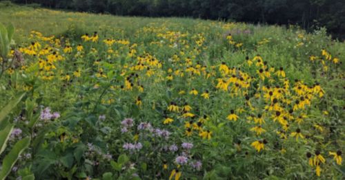 A vibrant field filled with yellow flowers and patches of purple blooms, surrounded by lush green foliage.