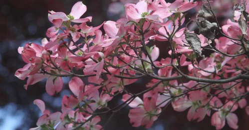A close-up of pink dogwood flowers blooming on a branch against a blurred background.