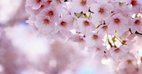 Delicate pink cherry blossoms in full bloom against a soft, blurred background.