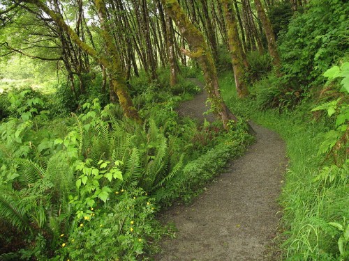 A winding path through a lush, green forest with ferns and trees on either side.