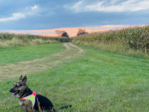 A dog in a bright harness sits on a grassy path, with cornfields and a colorful sunset in the background.