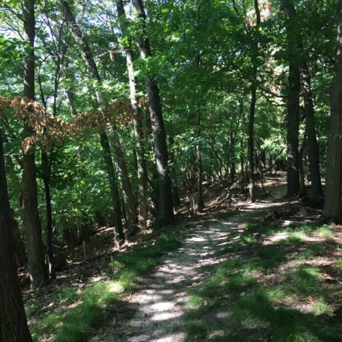 A winding dirt path through a lush green forest with trees and scattered sunlight.