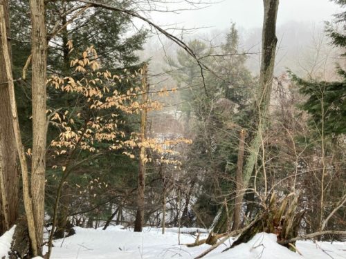A misty forest scene with bare trees and a few remaining leaves, covered in a light layer of snow.