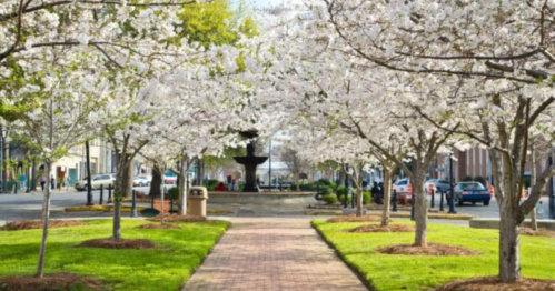 A picturesque pathway lined with blooming cherry trees, leading to a fountain in a vibrant urban park.