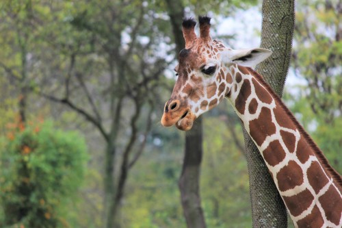 A close-up of a giraffe's head beside a tree, surrounded by greenery in a natural setting.