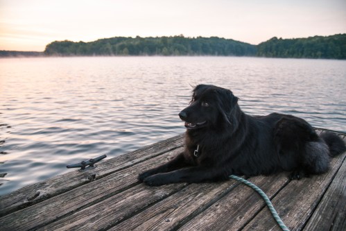 A black dog lies on a wooden dock by a calm lake at sunset, with trees in the background and mist rising from the water.