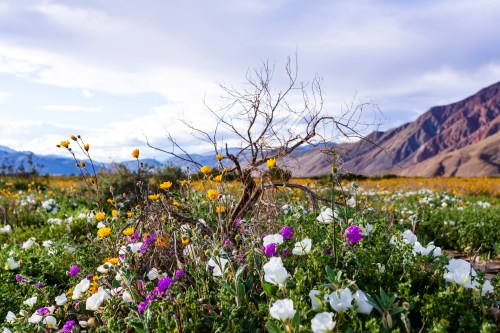A vibrant field of wildflowers in various colors surrounds a dry, twisted tree against a mountainous backdrop.
