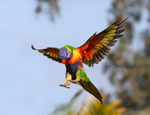 A colorful parrot with vibrant feathers is flying, wings spread wide against a blurred natural background.