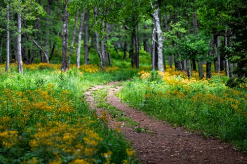A winding dirt path through a lush green forest, bordered by vibrant yellow wildflowers.