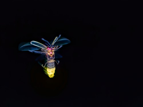 A close-up of a glowing insect against a dark background, showcasing its wings and vibrant colors.