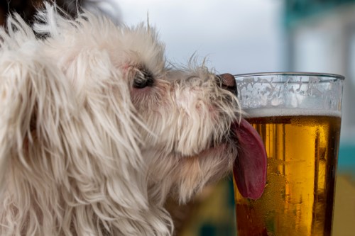 A fluffy white dog is playfully licking the rim of a glass of beer.