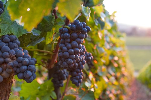Close-up of dark grapes hanging on a vine, surrounded by green leaves in a sunlit vineyard.