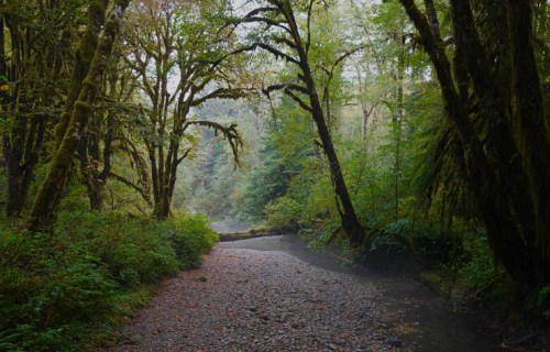 A serene forest scene with lush green trees, a rocky path, and a misty river flowing through the landscape.