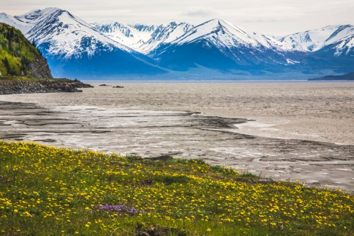 A scenic view of snow-capped mountains over a calm bay, with a foreground of yellow wildflowers and a sandy shore.