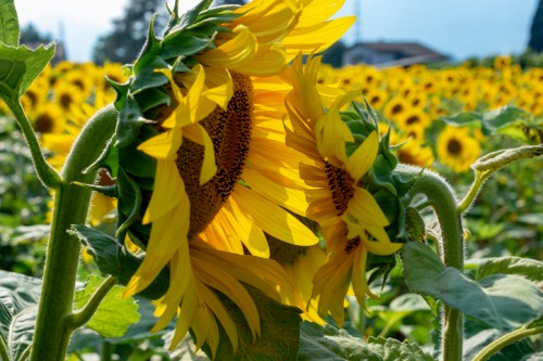 Two sunflowers leaning towards each other in a vibrant field of sunflowers under a clear blue sky.