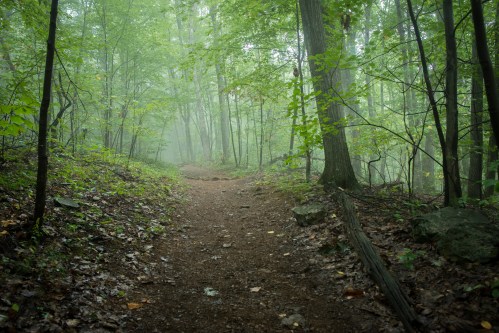A misty forest path surrounded by lush green trees and scattered leaves on the ground.