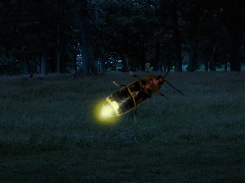 A glowing firefly hovering in a dark forest, illuminating the surrounding grass with a soft yellow light.