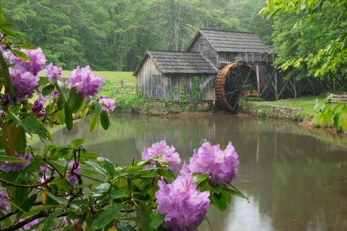 A rustic watermill beside a calm pond, surrounded by lush greenery and blooming purple flowers.
