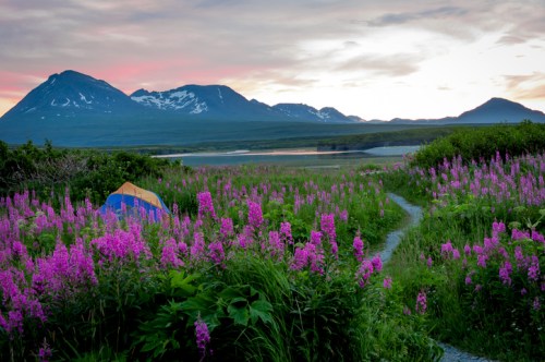 A colorful tent nestled among vibrant pink flowers, with mountains and a serene lake in the background at sunset.