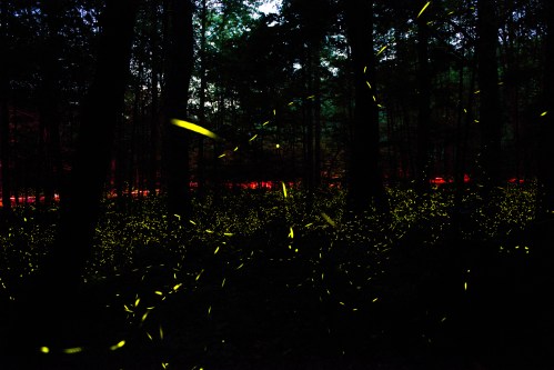 A forest scene at dusk filled with glowing fireflies, creating a magical, twinkling effect among the trees.