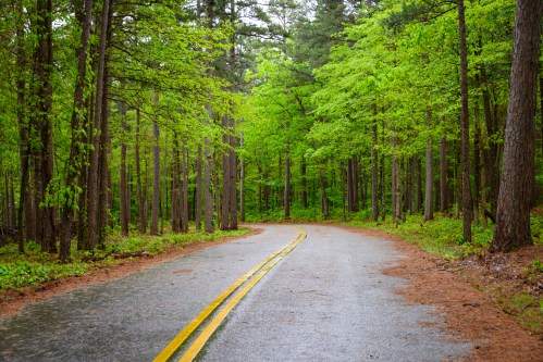A winding road through a lush green forest, surrounded by tall trees and fresh foliage after rain.
