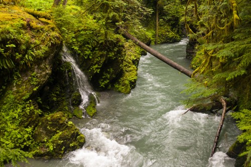 A serene river flows through a lush, green forest, with moss-covered rocks and a small waterfall.