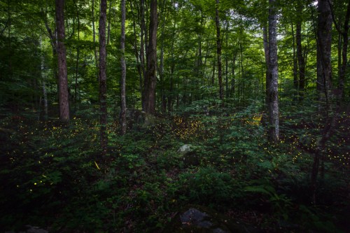 A lush forest scene illuminated by glowing fireflies, creating a magical atmosphere among the trees.