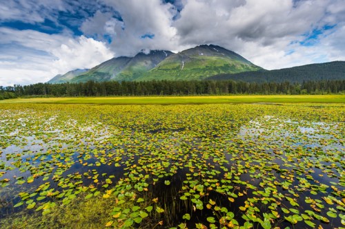 A serene landscape featuring a mountain backdrop, lush greenery, and a tranquil pond covered in lily pads under a cloudy sky.