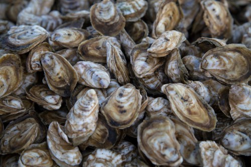 A close-up of a pile of open and closed oysters with textured shells.
