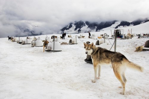 A snowy landscape with several sled dogs and dog houses, surrounded by mountains and cloudy skies.