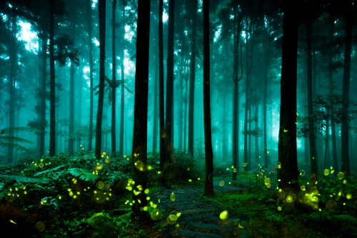 A misty forest with tall trees and glowing fireflies illuminating the dark, lush surroundings.