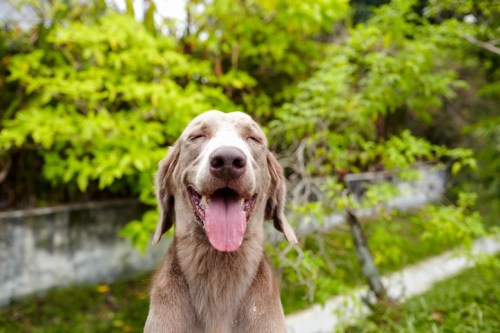 A happy dog with a big smile and its tongue out, surrounded by lush green foliage.