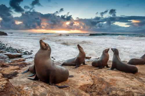 A group of sea lions resting on rocky shore, with waves crashing and a colorful sunset in the background.