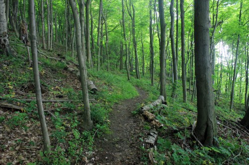 A winding dirt path through a lush green forest with tall trees and underbrush.