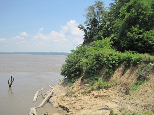 A riverbank scene with lush greenery, eroded soil, and fallen tree trunks along a calm, muddy river under a blue sky.