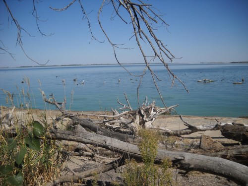 A serene lakeside view with driftwood, calm water, and distant birds under a clear blue sky.
