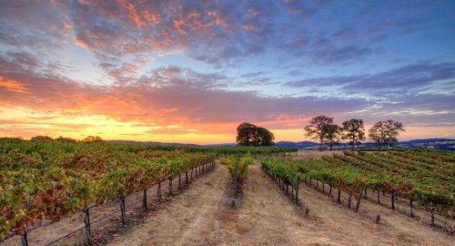 A scenic vineyard at sunset, with rows of grapevines and a colorful sky filled with clouds.