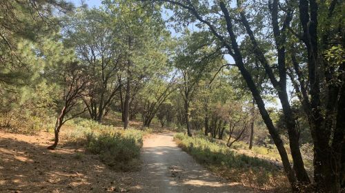 A winding dirt path through a lush forest with green trees and shrubs on either side.