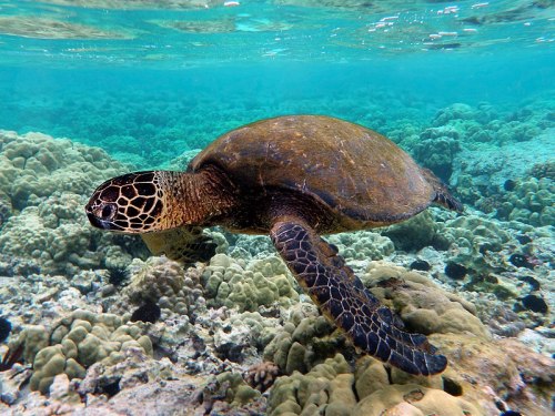 A sea turtle swims gracefully above a vibrant coral reef in clear turquoise waters.