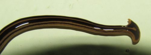 A close-up of a long, slender, brown and black striped worm-like creature on a light background.