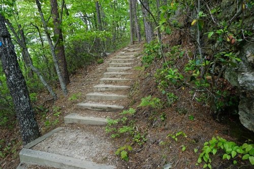 A set of stone steps leads up through a lush, green forest with trees and underbrush surrounding the path.