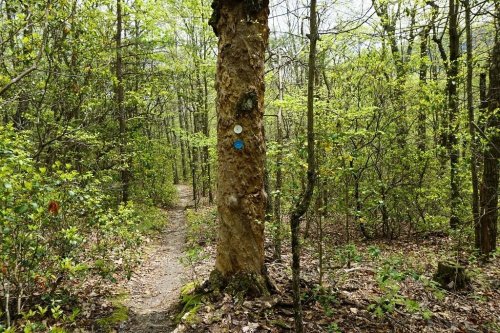 A narrow trail winds through a lush green forest, marked by a tree with blue and white trail markers.