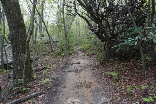 A narrow dirt path winding through a lush, green forest with trees and underbrush on either side.