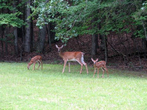 A doe and two fawns grazing in a grassy area near a forest.