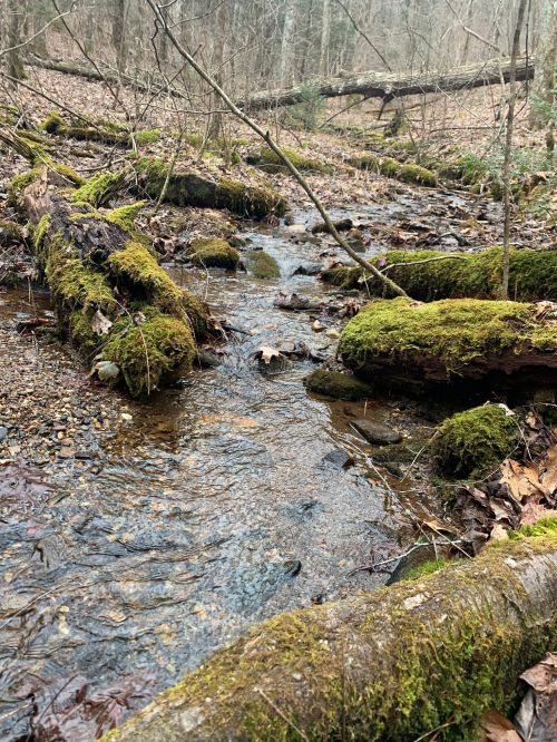 A serene forest stream flows over moss-covered logs, surrounded by leaf-strewn ground and trees in a tranquil setting.
