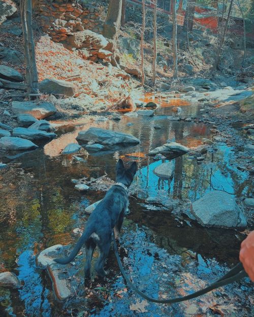A black dog stands by a rocky creek, gazing at the water surrounded by trees and stones.