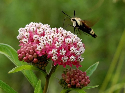 A close-up of pink flowers with a hovering insect nearby, set against a blurred green background.