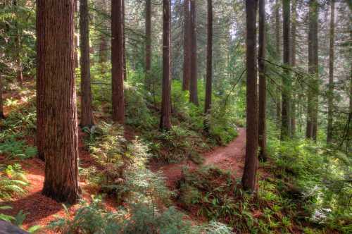 A serene forest scene with tall trees, lush greenery, and a winding dirt path through the underbrush.